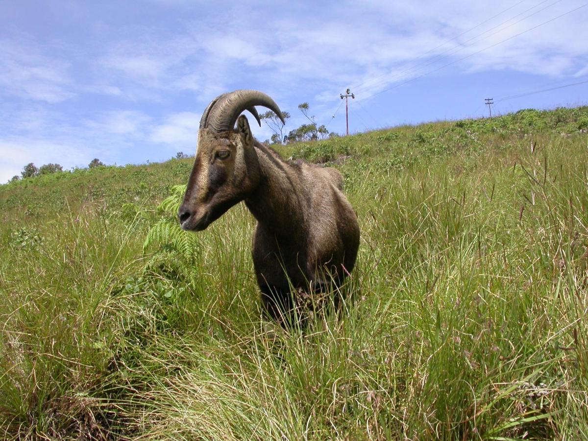 Апартаменти Mistica Munnar Anachal Екстер'єр фото