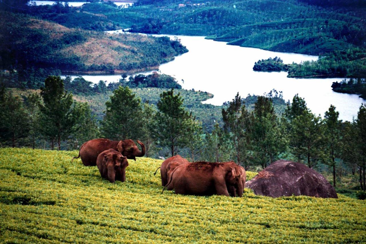 Апартаменти Mistica Munnar Anachal Екстер'єр фото