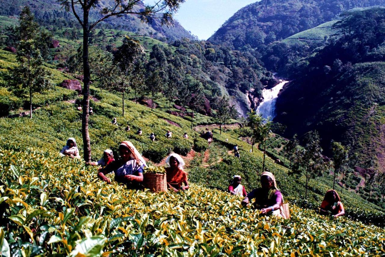 Апартаменти Mistica Munnar Anachal Екстер'єр фото